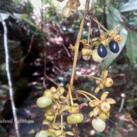 Campylospermum serratum (Gaertn.) Bittrich & M.C.E.Amaral